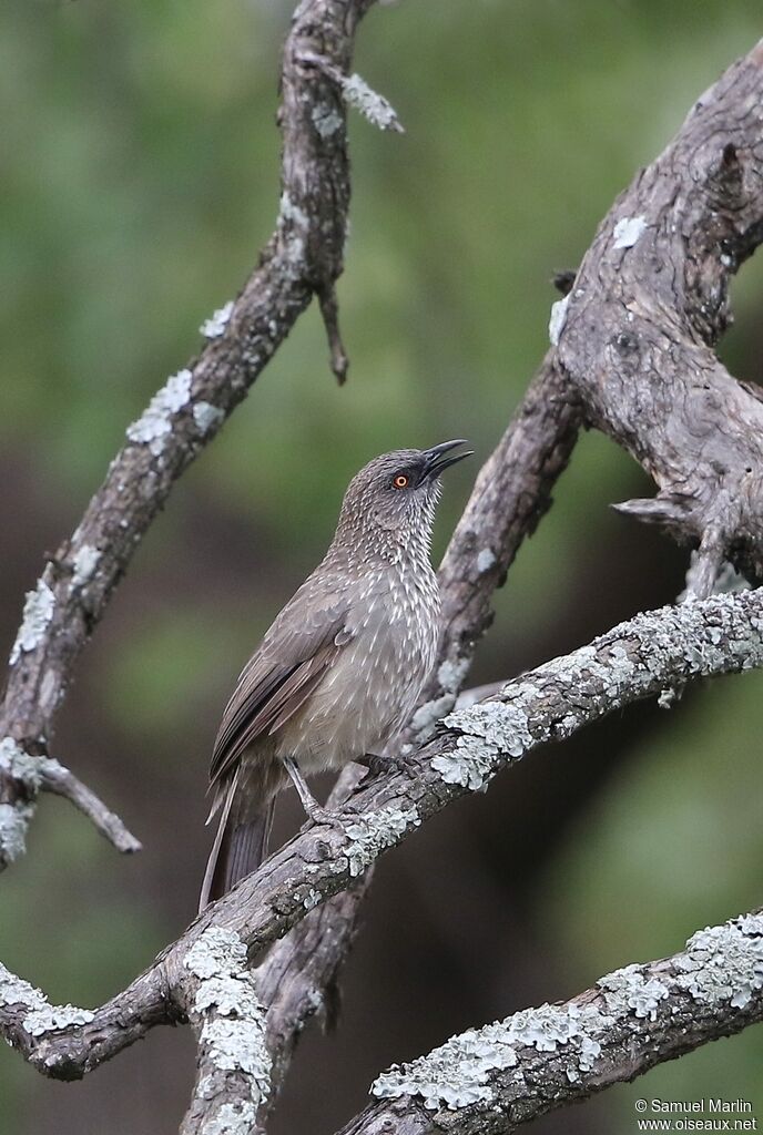 Arrow-marked Babbleradult