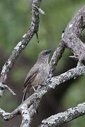 Arrow-marked Babbler