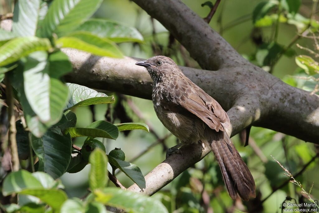 Arrow-marked Babbleradult