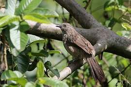 Arrow-marked Babbler