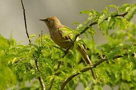 Large Grey Babbler