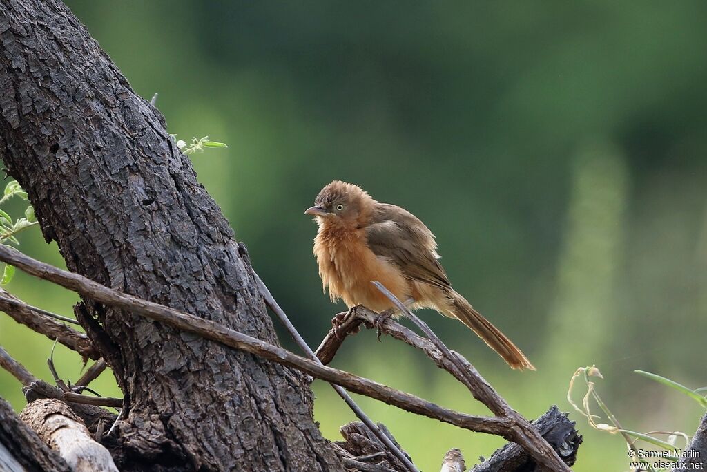 Rufous Chattereradult