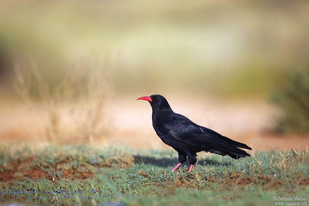 Red-billed Choughadult