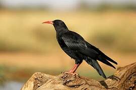 Red-billed Chough