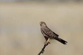 Greater Kestrel