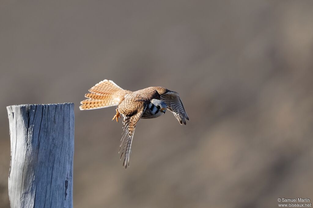 American Kestreladult, Flight