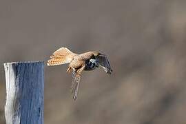 American Kestrel