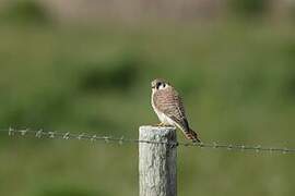 American Kestrel