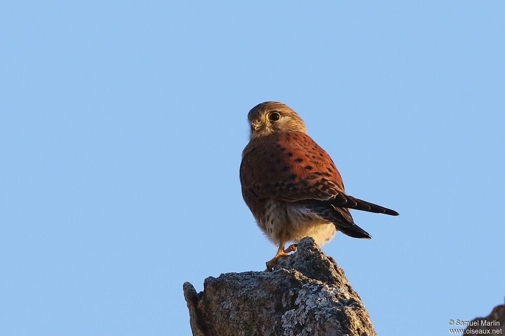 Malagasy Kestreladult