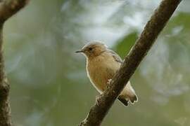 Red-faced Crombec