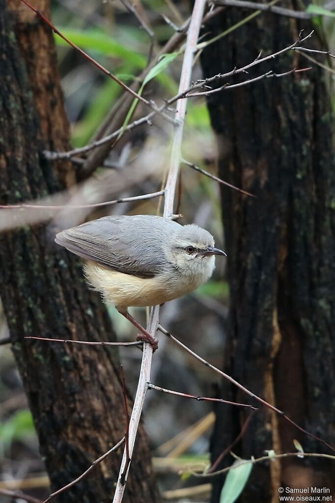 Long-billed Crombecadult