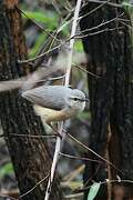 Long-billed Crombec