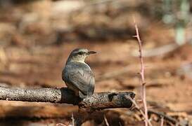 Long-billed Crombec