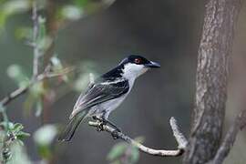 Black-backed Puffback