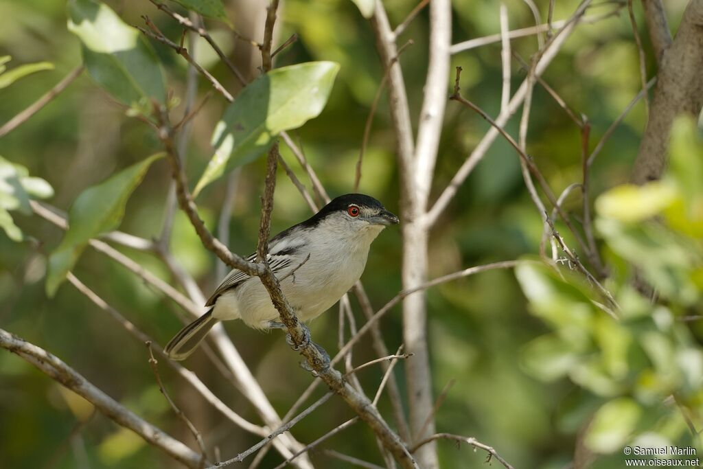 Black-backed Puffback