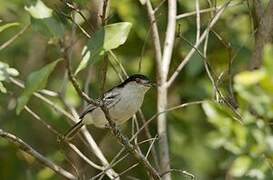 Black-backed Puffback