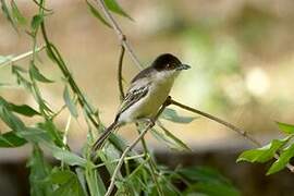 Northern Puffback