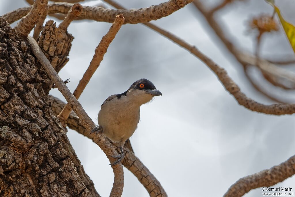 Northern Puffbackadult