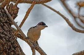 Northern Puffback