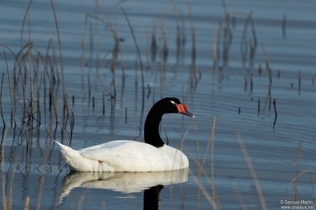 Black-necked Swanadult