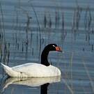 Cygne à cou noir