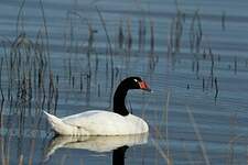 Cygne à cou noir