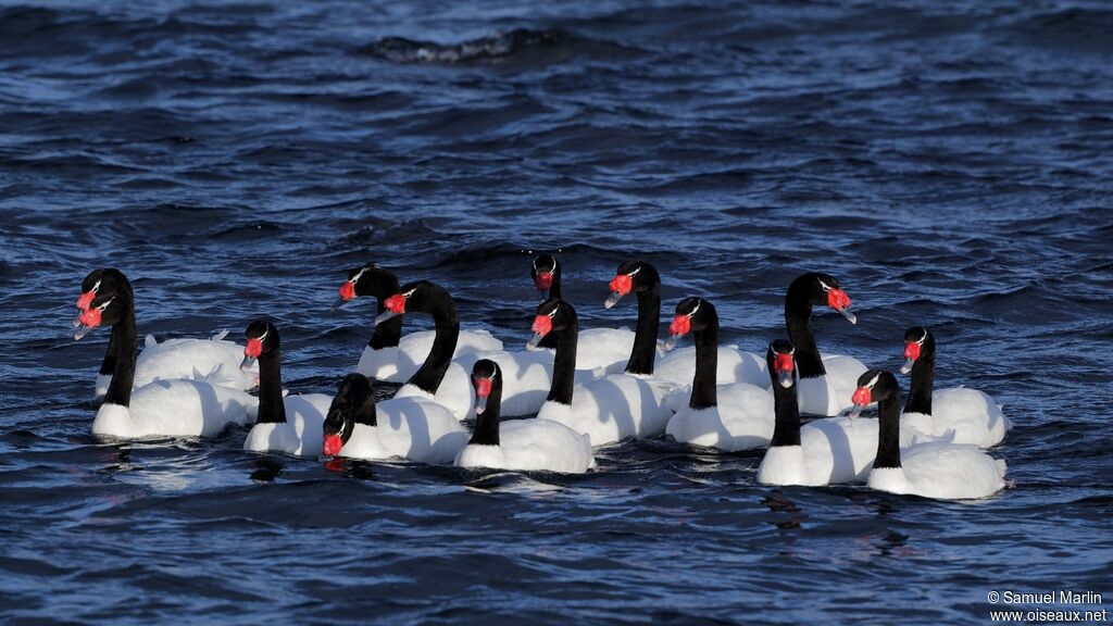 Black-necked Swanadult