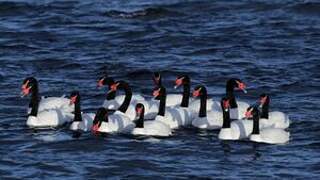 Black-necked Swan