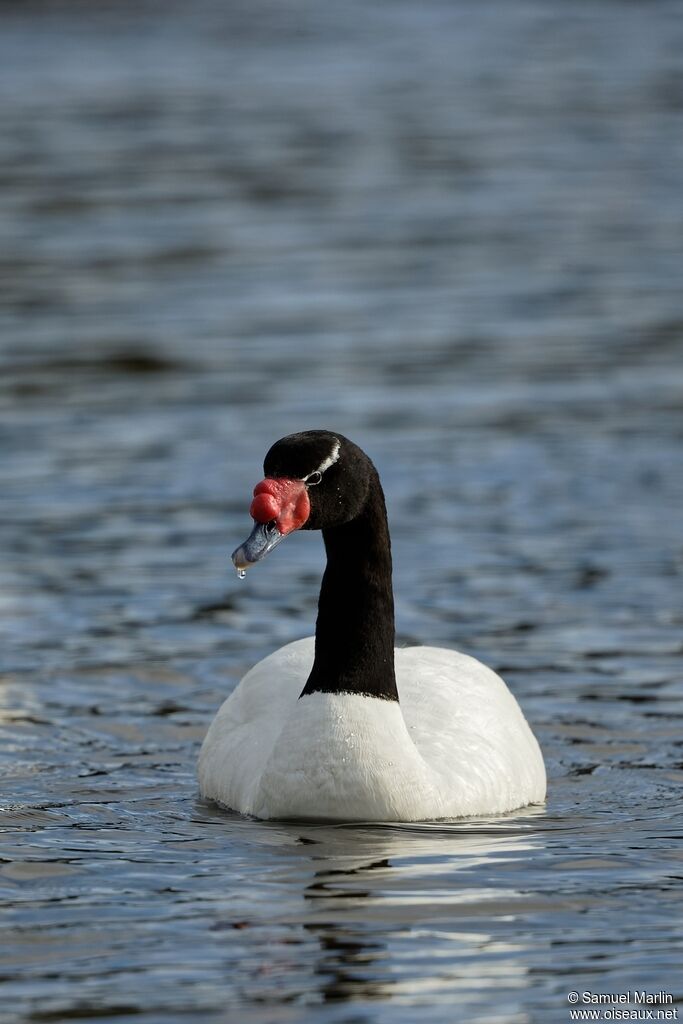 Cygne à cou noiradulte