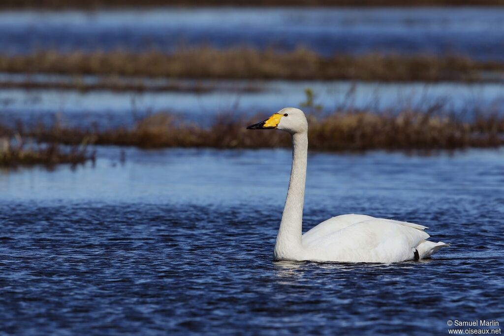 Cygne chanteuradulte