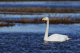 Whooper Swan