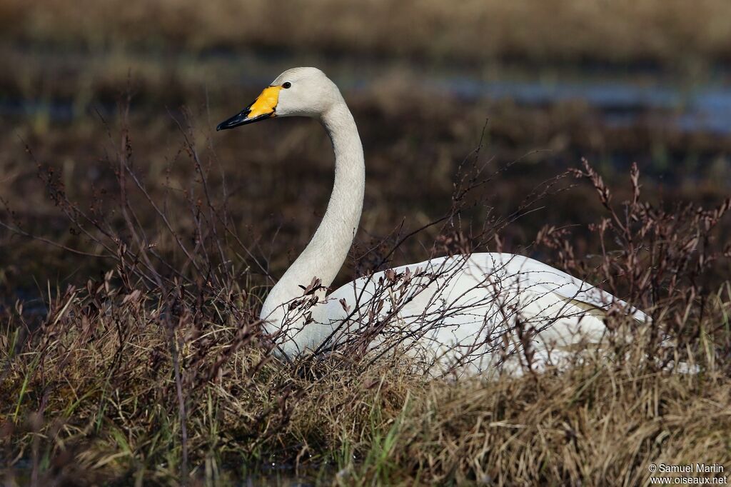 Whooper Swanadult