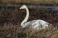 Cygne chanteur