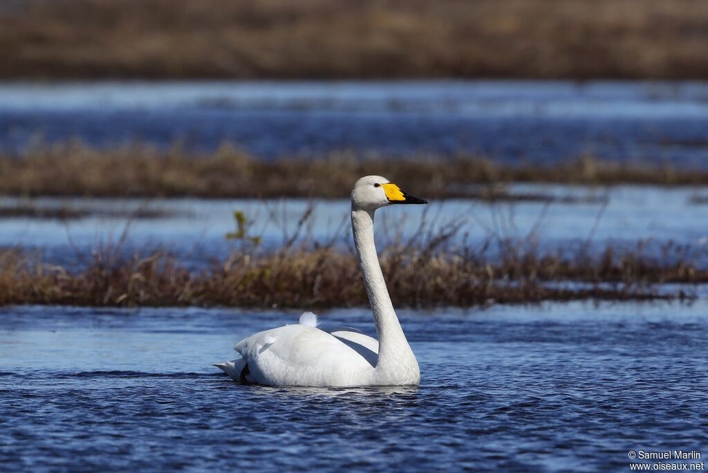 Cygne chanteuradulte