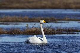 Whooper Swan