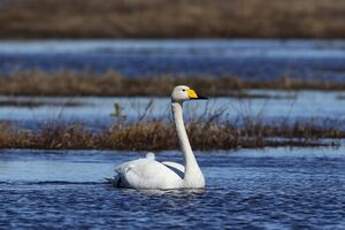 Cygne chanteur