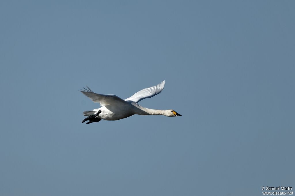 Tundra Swanadult, Flight