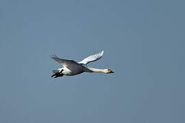 Cygne de Bewick