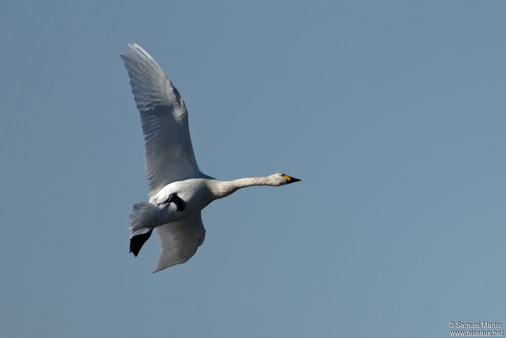 Cygne de Bewickadulte, Vol