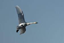 Cygne de Bewick