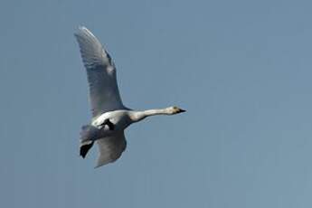 Cygne de Bewick