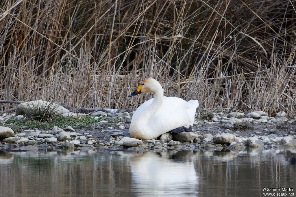 Cygne de Bewick