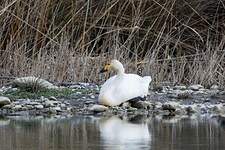 Cygne de Bewick