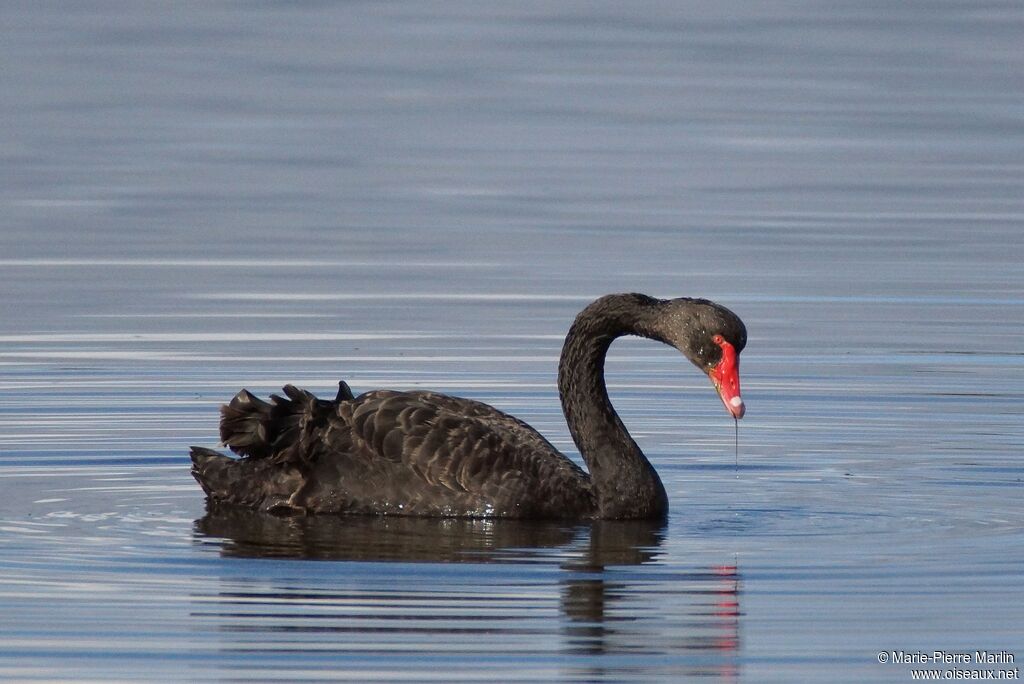 Cygne noiradulte