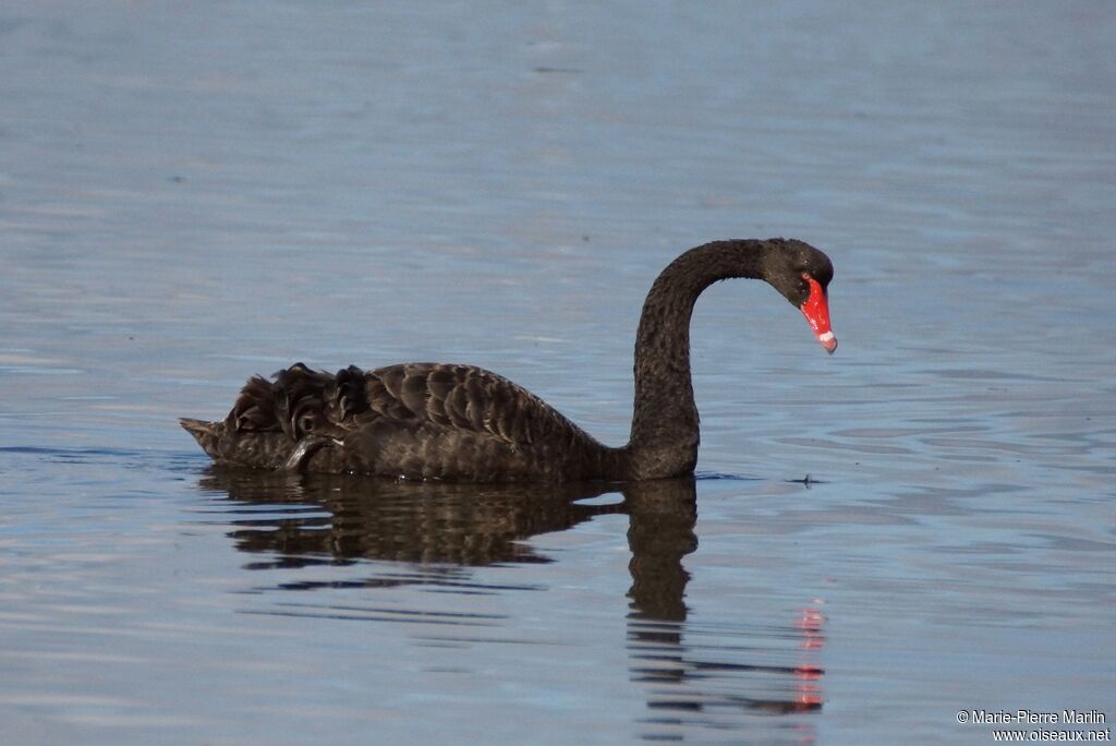 Black Swanadult