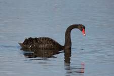Cygne noir