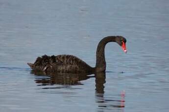 Cygne noir