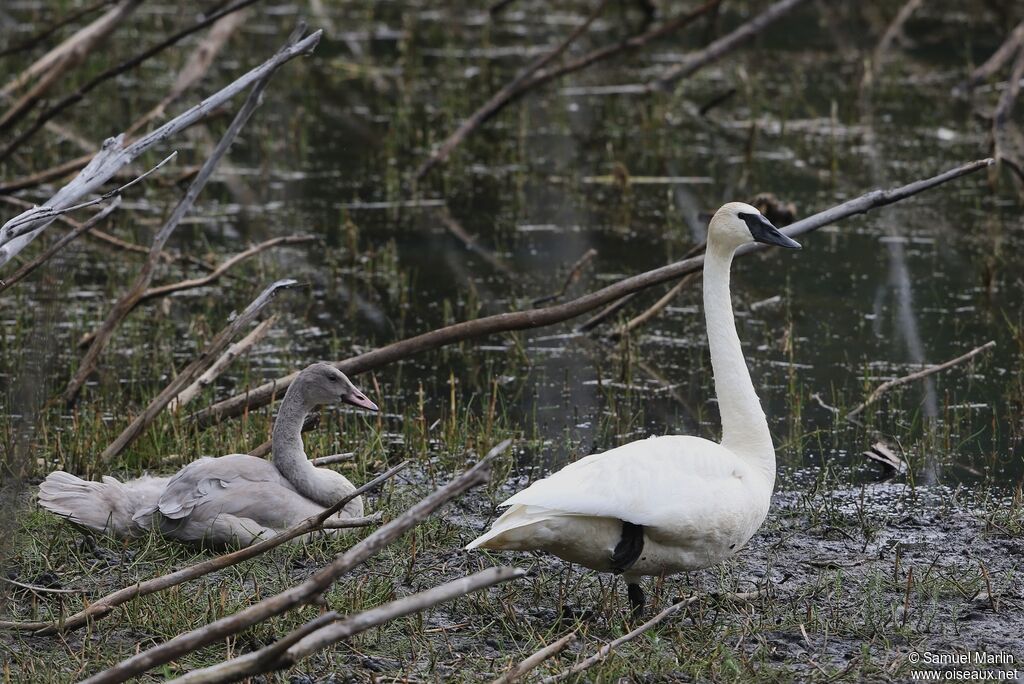 Cygne trompette