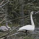 Cygne trompette