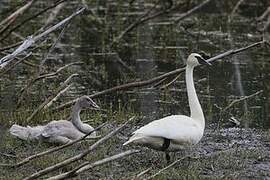 Cygne trompette